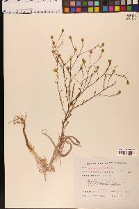 Hemizonia congesta subsp. luzulifolia image