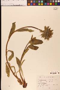 Wyethia helenioides image