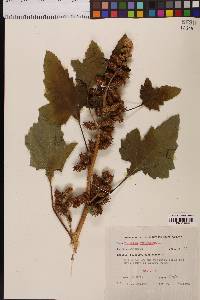 Xanthium strumarium image