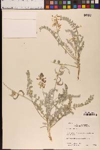 Astragalus layneae image