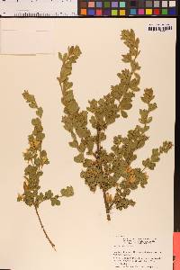 Genista monspessulana image