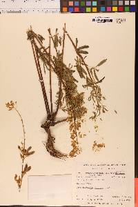 Lupinus andersoni var. apertus image