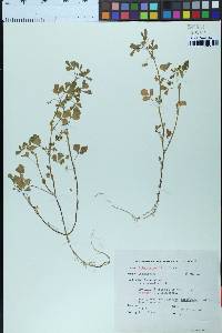 Medicago polymorpha image