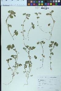 Medicago polymorpha image