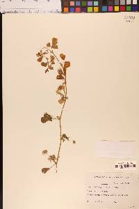 Medicago polymorpha image