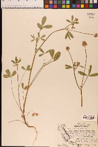 Trifolium ciliolatum image