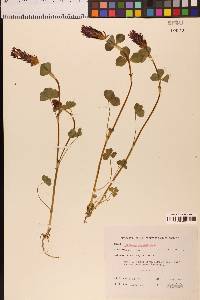 Trifolium incarnatum image