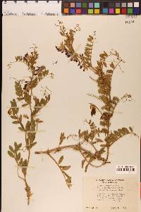 Vicia benghalensis image