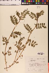 Vicia sativa image