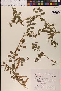 Vicia sativa image