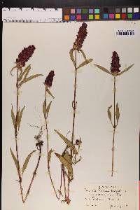 Prunella vulgaris image