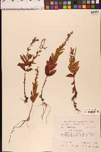 Epilobium ciliatum image