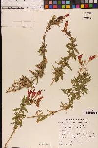 Epilobium canum image