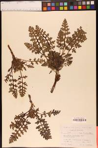 Pedicularis semibarbata image