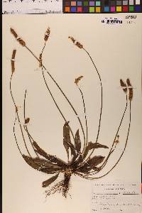 Plantago lanceolata image