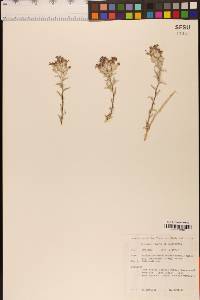 Eriastrum densifolium subsp. mohavense image