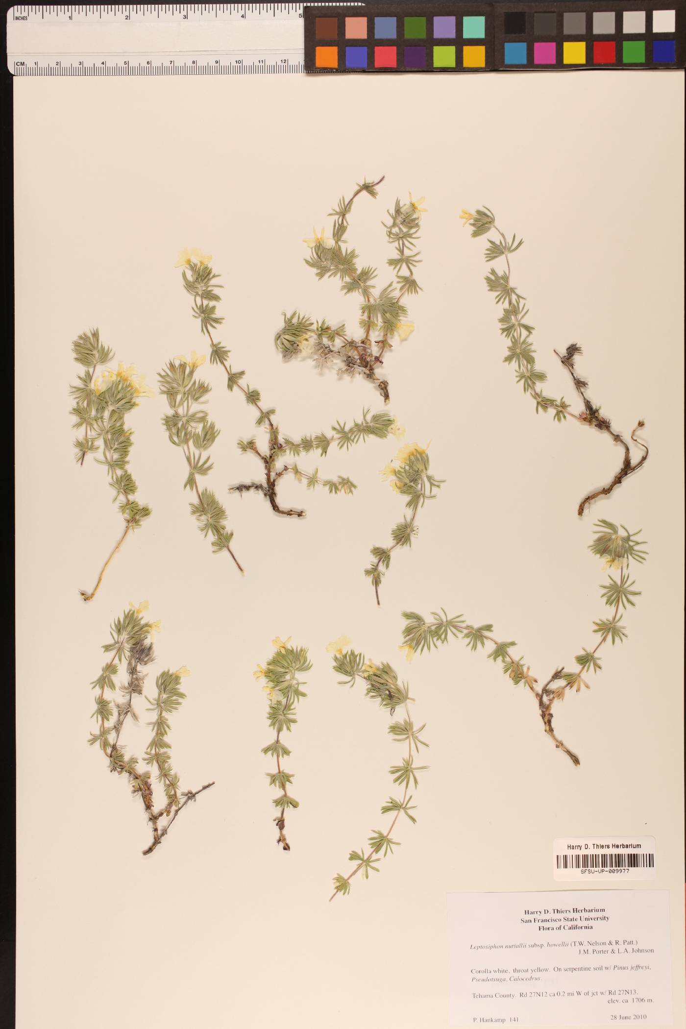 Leptosiphon nuttallii subsp. howellii image