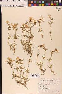 Phlox stansburyi image