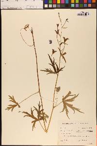 Aconitum delphinifolium image