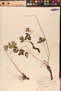 Aquilegia formosa image