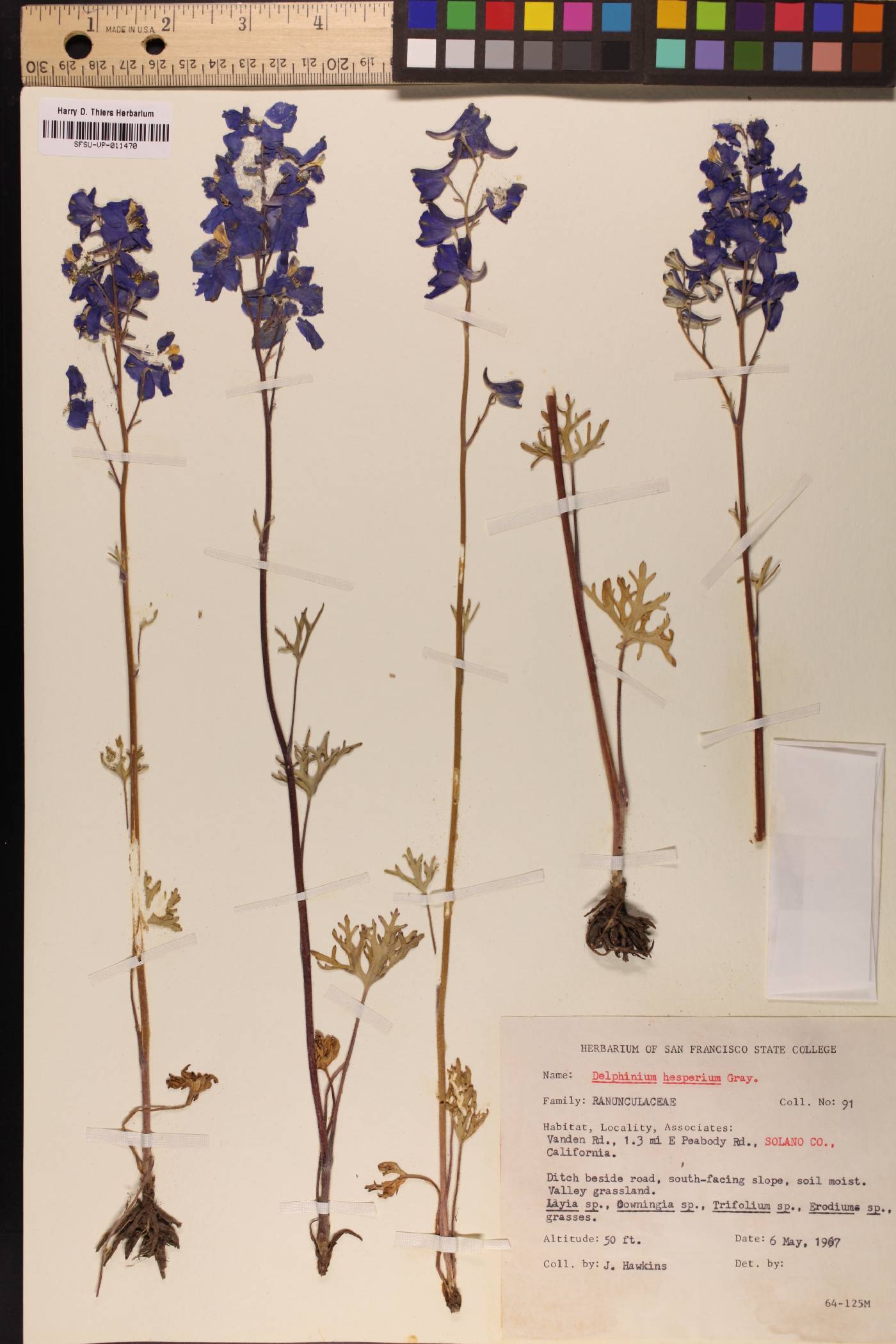 Delphinium hesperium image