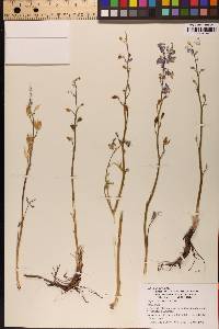 Delphinium parishii subsp. parishii image