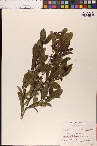 Frangula californica image