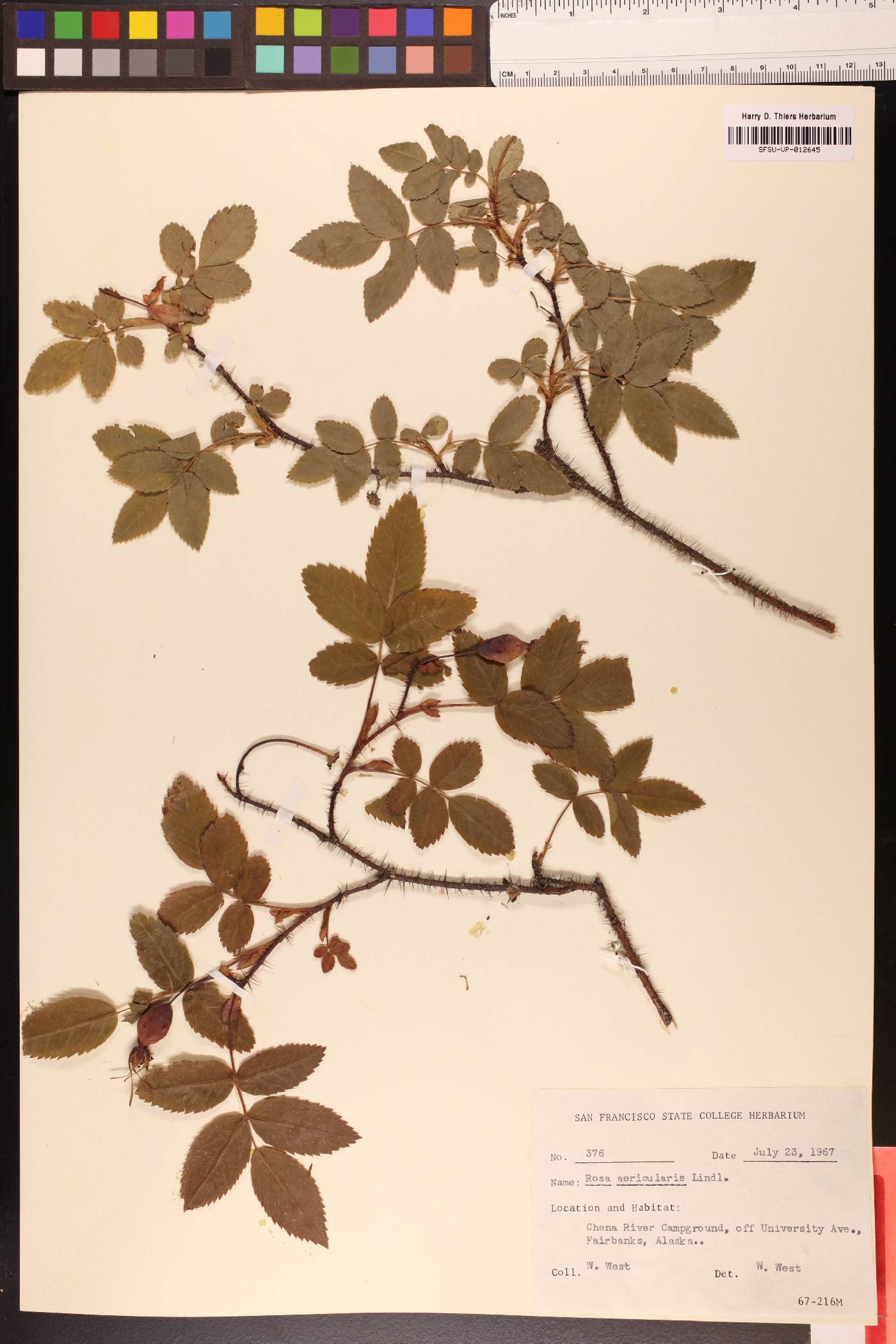 Rosa acicularis image