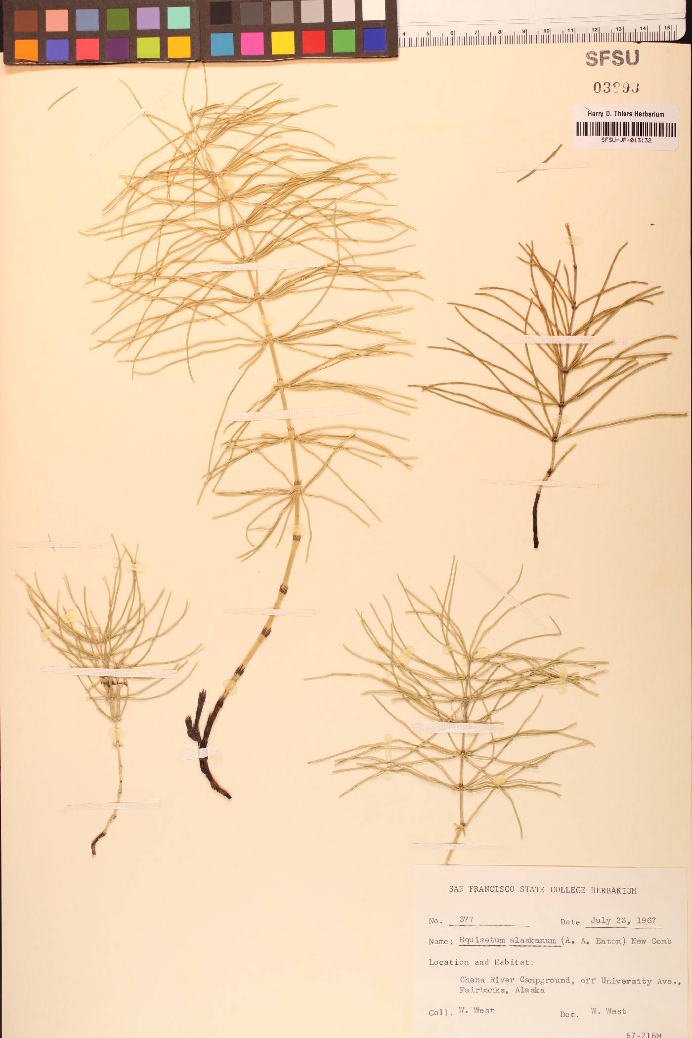 Equisetum alaskanum image