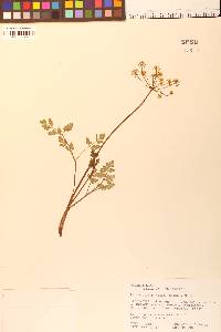 Petroselinum crispum image