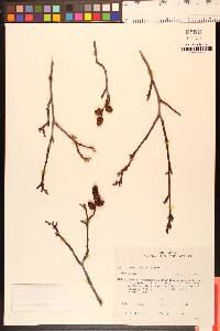 Alnus incana subsp. tenuifolia image