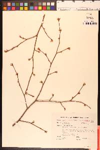 Corylus cornuta image