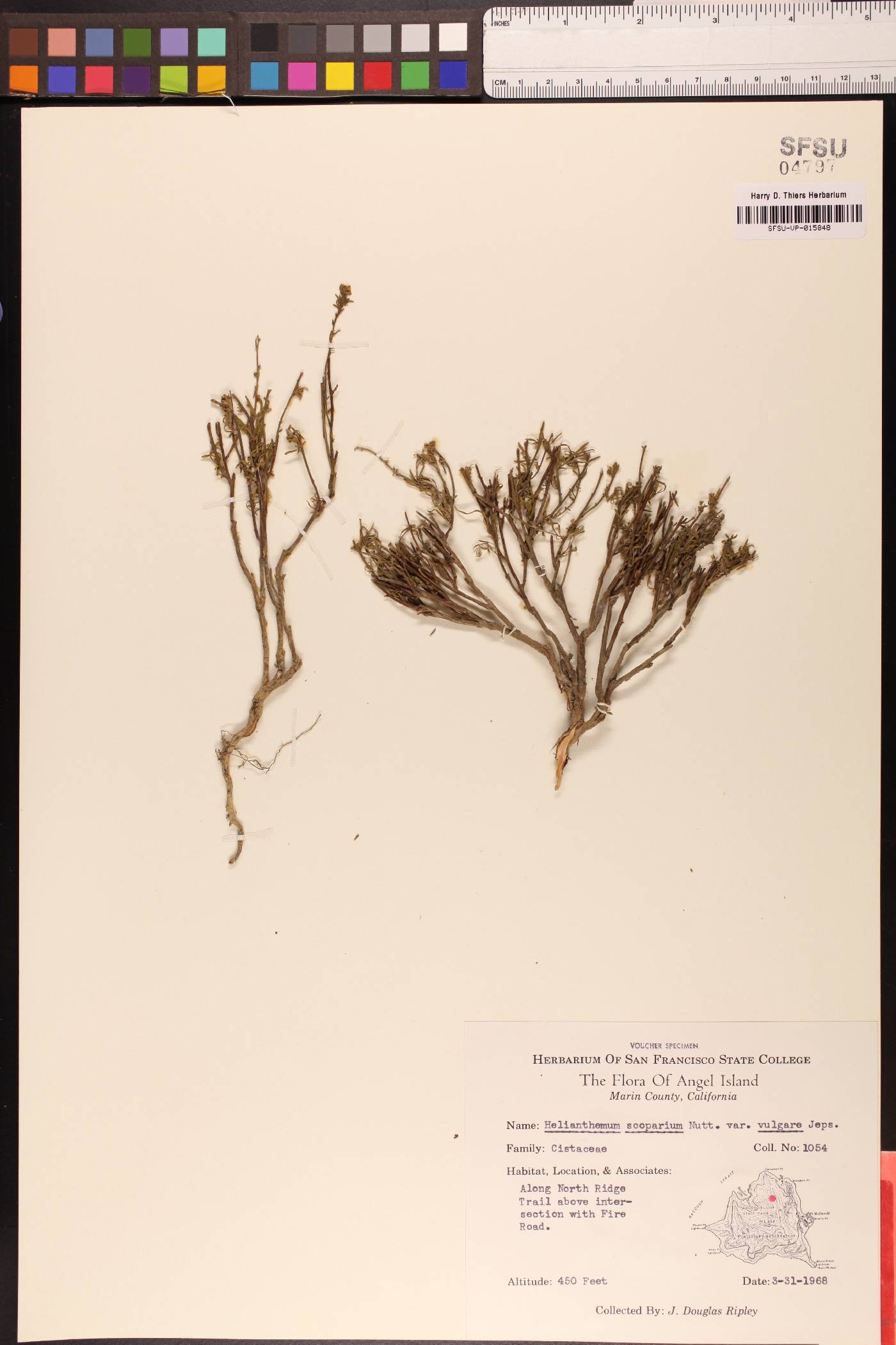 Crocanthemum scoparium image