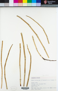 Equisetum arvense image