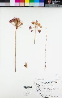 Allium peninsulare image