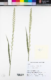 Festuca perennis image