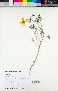 Eschscholzia californica image