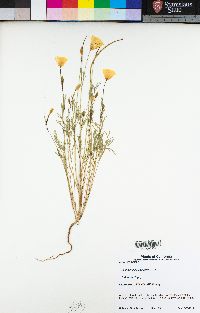 Eschscholzia californica image