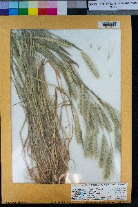 Hordeum murinum image