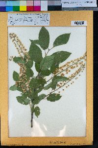 Prunus virginiana var. demissa image