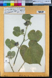 Abutilon theophrasti image