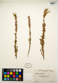 Image of Coleonema pulchrum