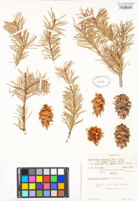 Pseudotsuga menziesii image