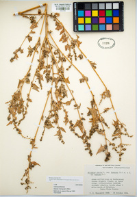 Atriplex prostrata image