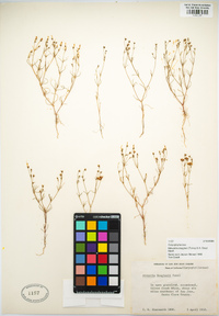 Minuartia douglasii image