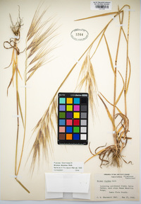 Bromus diandrus image