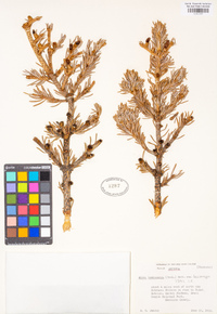 Abies lasiocarpa image