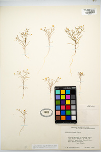 Gilia filiformis image