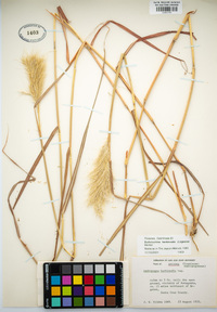 Bothriochloa barbinodis image