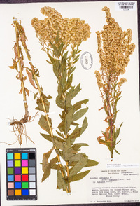 Solidago elongata image